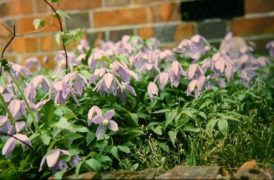 Clematis alpina 