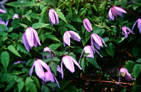 Clematis alpina 