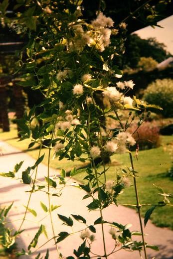 Clematis apiifolia 