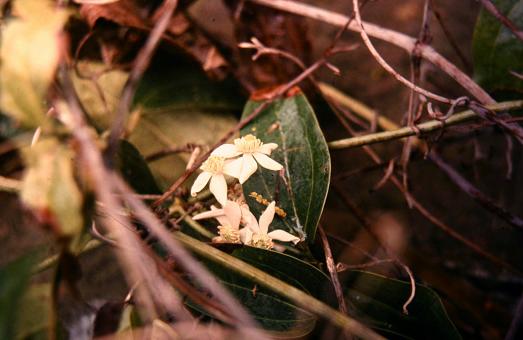 Clematis armandii 'Snowdrift' 