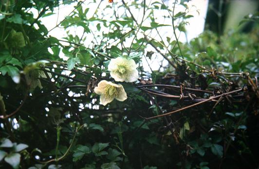 Clematis cirrhosa 