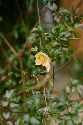 Clematis cirrhosa 