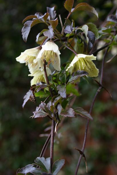 Clematis cirrhosa var balearica 