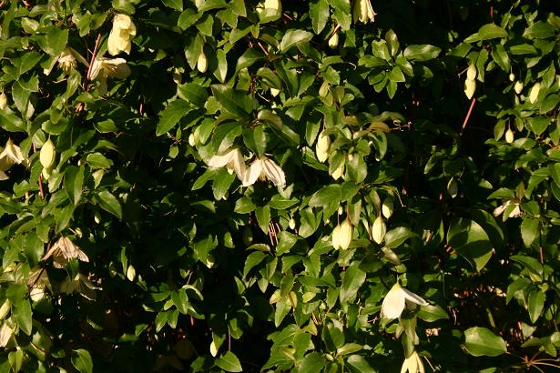 Clematis cirrhosa 'Jingle Bells' 