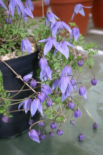 Clematis columbiana var tenuiloba 