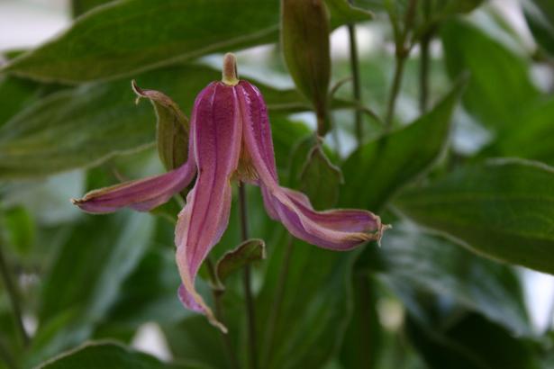 Clematis integrifolia 