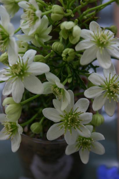 Clematis marmoraria 