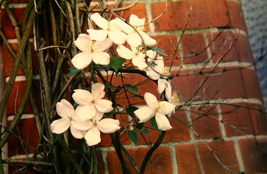 Clematis montana 