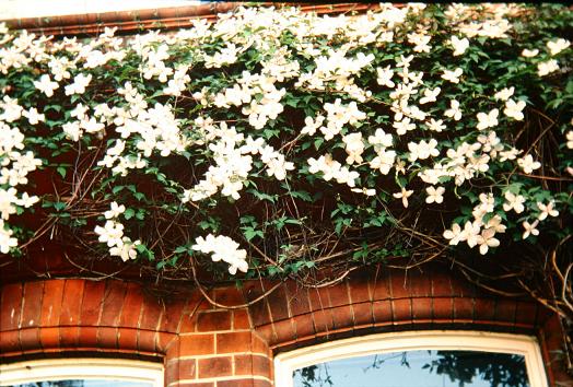 Clematis montana 