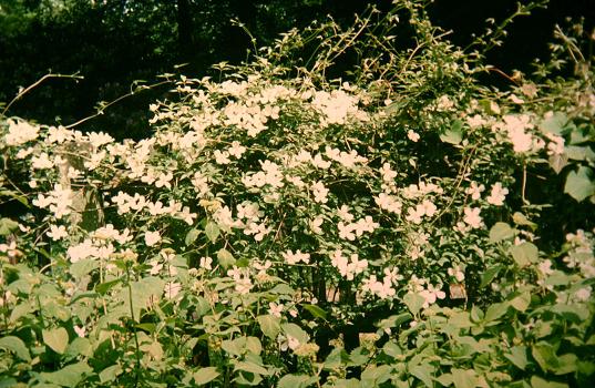 Clematis montana 'Grandiflora' 