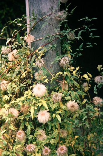 Clematis tangutica 