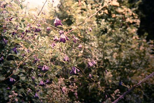 Clematis viticella 