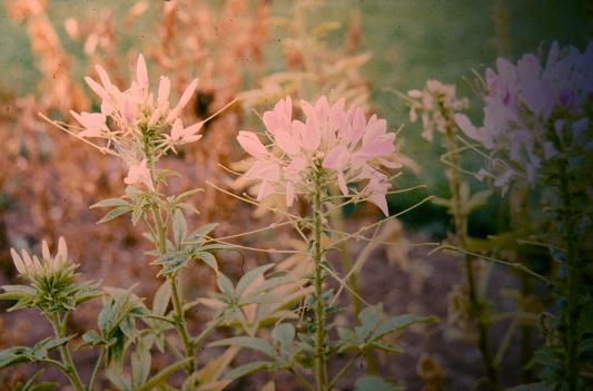 Cleome spinosa 