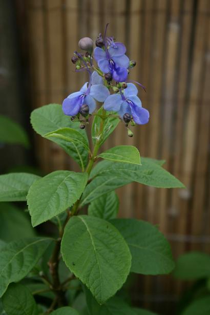 Clerodendrum myricoides 'Ugandense' 