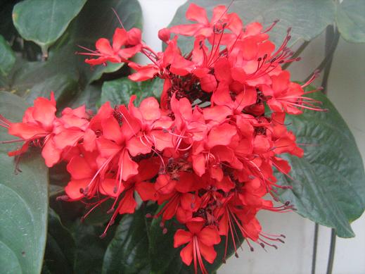 Clerodendrum splendens 