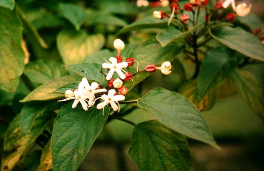 Clerodendrum trichotomum 