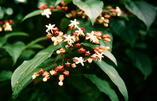 Clerodendrum trichotomum var fargesii 