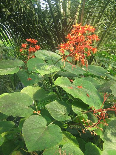 Clerodendrum x speciosum 