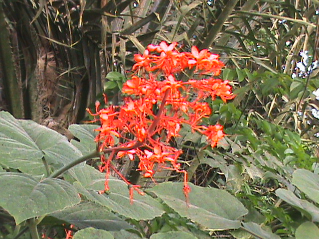 Clerodendrum x speciosum 