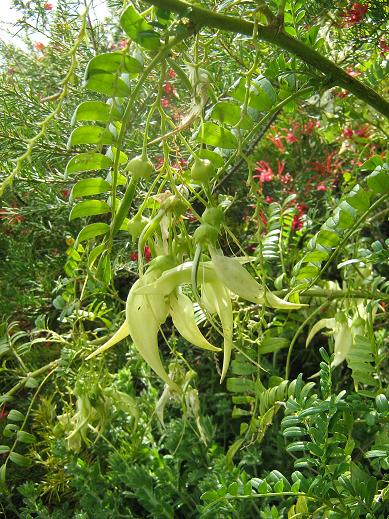 Clianthus puniceus 'Albus' 