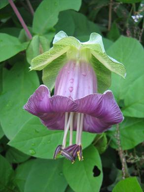 Cobaea scandens 