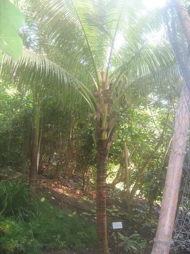 Cocos nucifera 