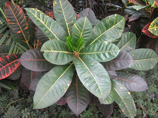 Codiaeum variegatum var pictum 'Flamingo' 