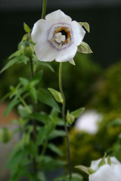 Codonopsis bhutanica 