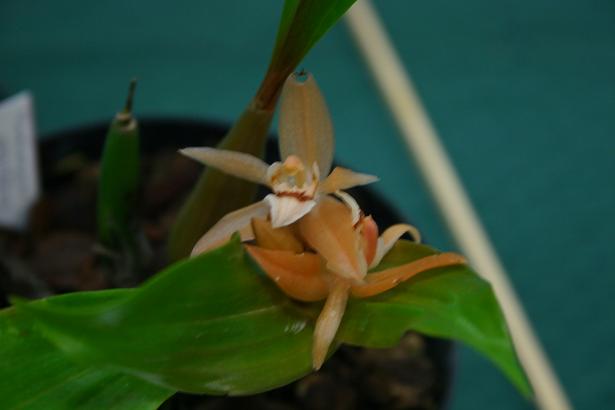 Coelogyne gibbifera 