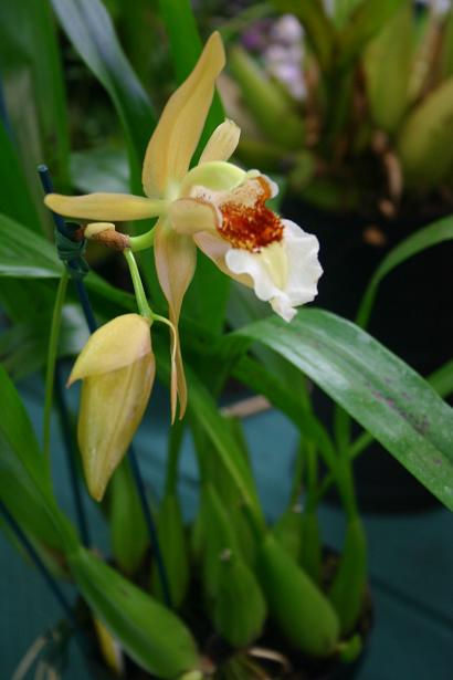 Coelogyne lawrenceana 