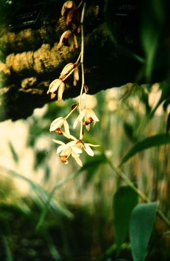 Coelogyne massangeana 