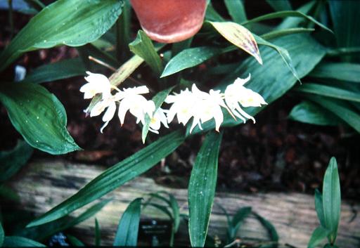 Coelogyne mooreana 