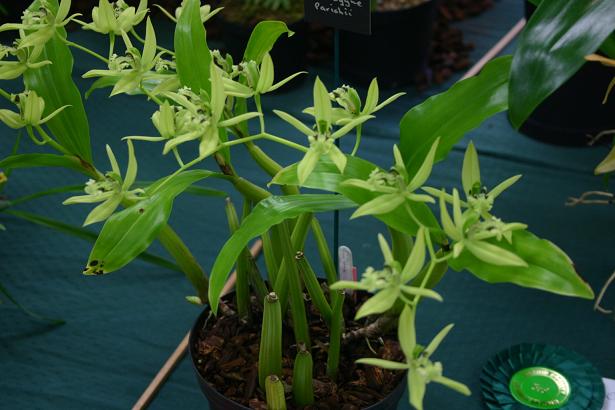 Coelogyne parishii 