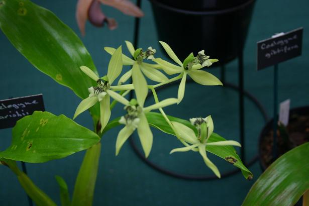 Coelogyne parishii 