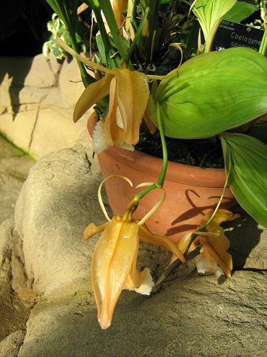 Coelogyne speciosa var salmonicolor 