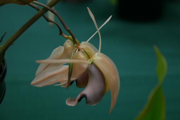 Coelogyne xyrekes 