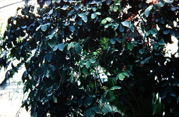 Coffea arabica 