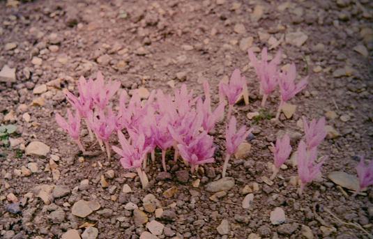 Colchicum aggripinum 