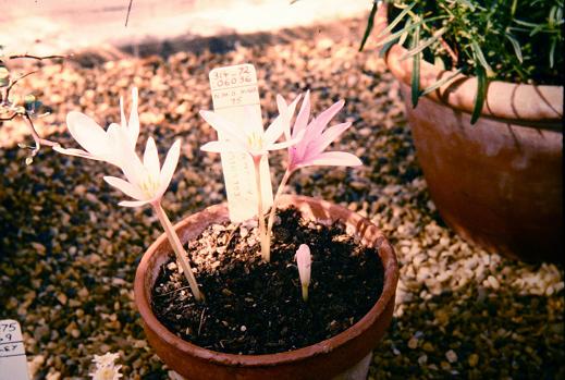 Colchicum autumnale 