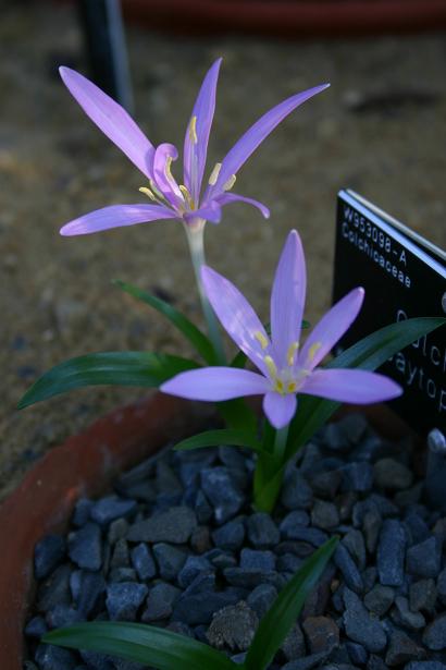 Colchicum baytopiorum 