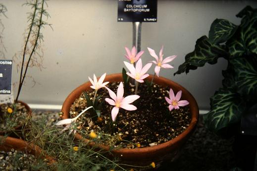 Colchicum baytopiorum 