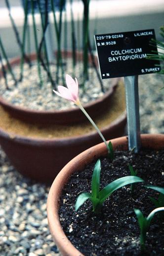 Colchicum baytopiorum 