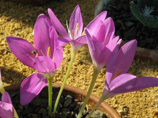 Colchicum boissieri 