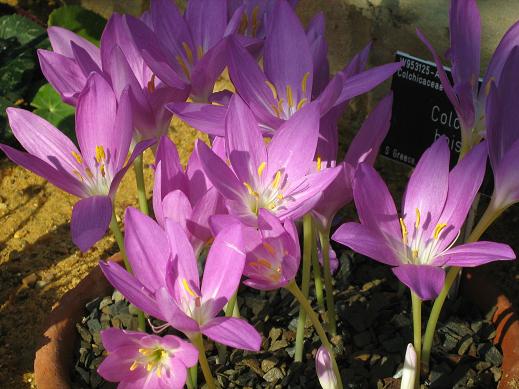 Colchicum boissieri 