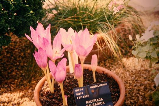 Colchicum bowlesianum 