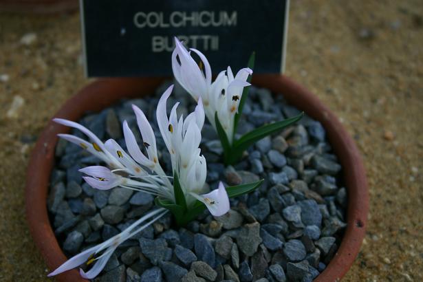 Colchicum burttii 