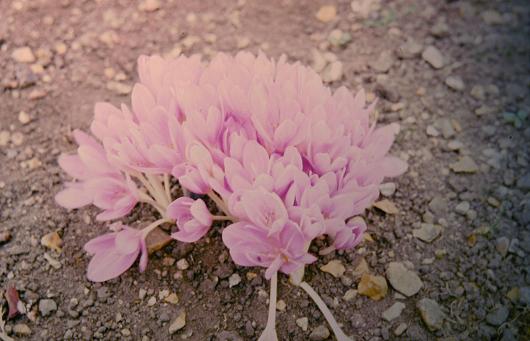 Colchicum byzantinum 