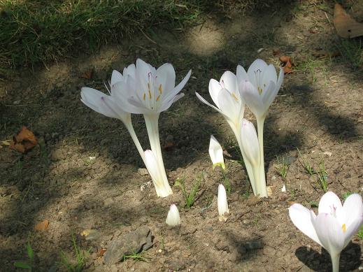 Colchicum Byzantinum 'Innocence' 