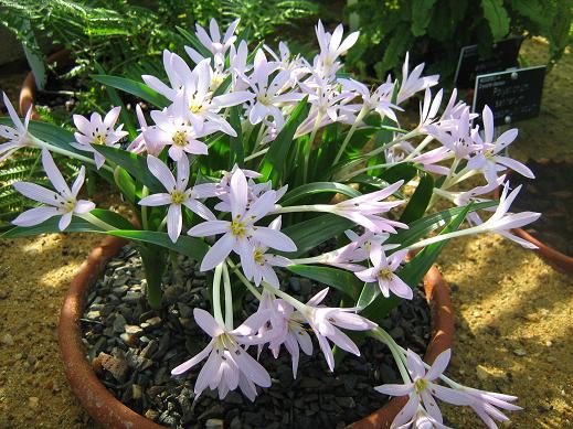 Colchicum cupanii 