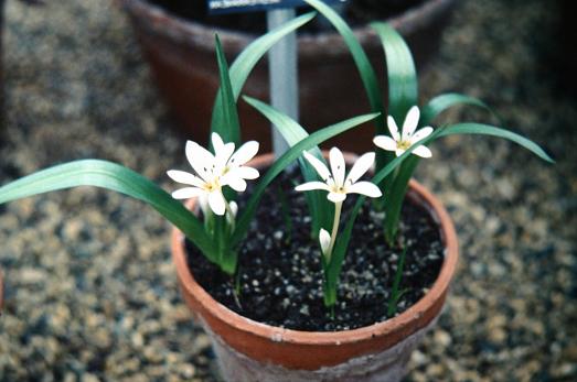 Colchicum cupanii 